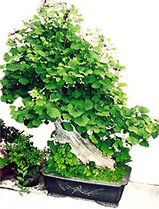 chinesischer Ginkgo-Bonsai