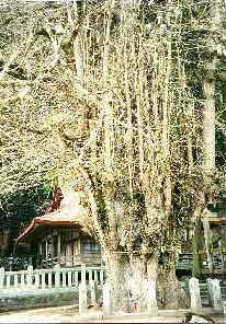 Ginkgotree at the Tsutsuga temple, Hiroshima, Japan