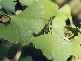 Ginkgoleaves