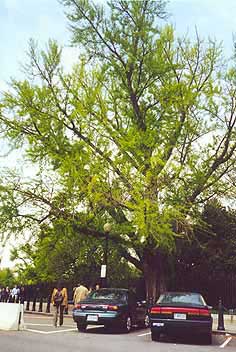 Ginkgotree at the White House, Washington, D.C., U.S.A.